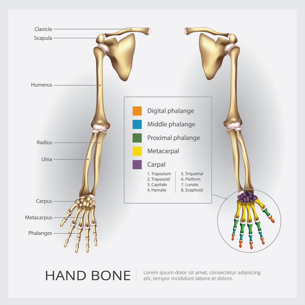 What Are the Differences Between Proximal and Distal?