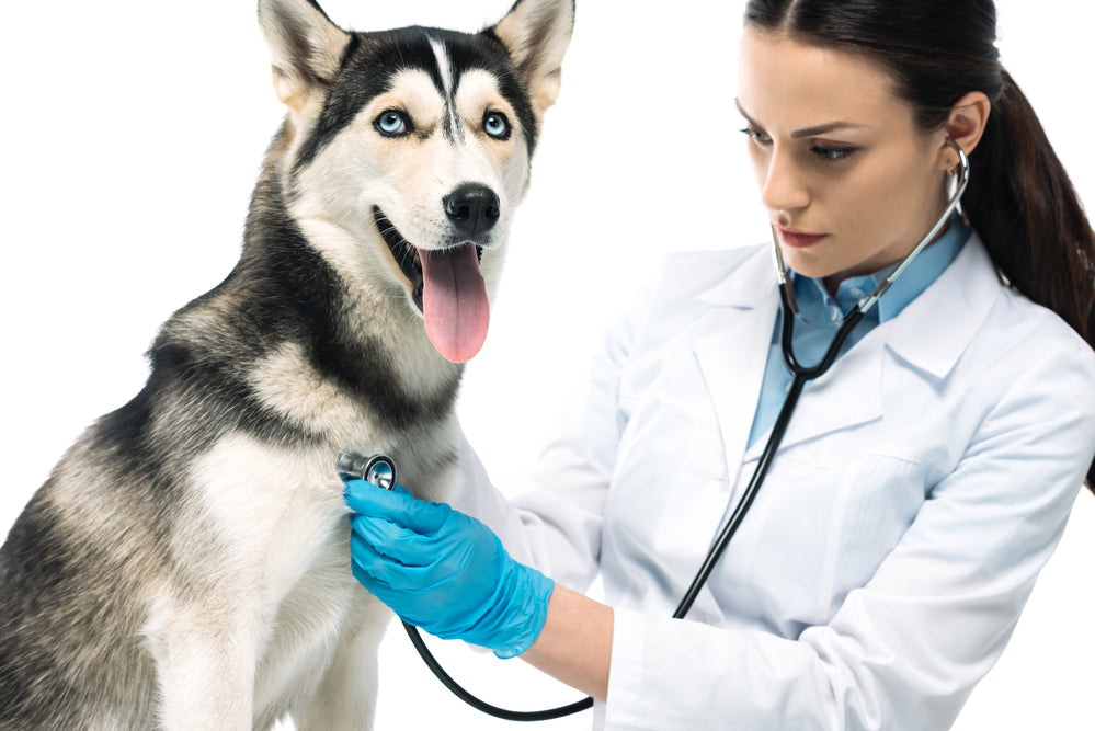 Are Doctors and Veterinarians Using Different Stethoscopes?