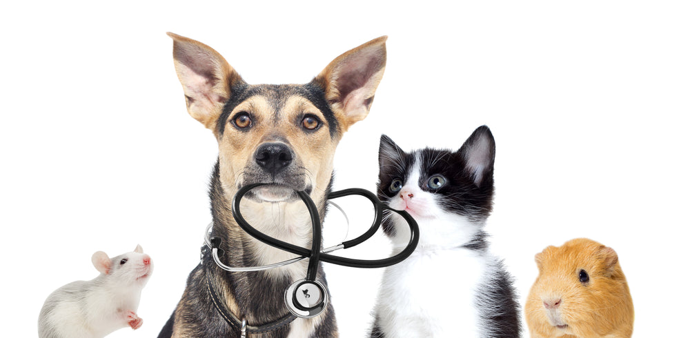 Can Vets Use Stethoscopes on Small Animals?