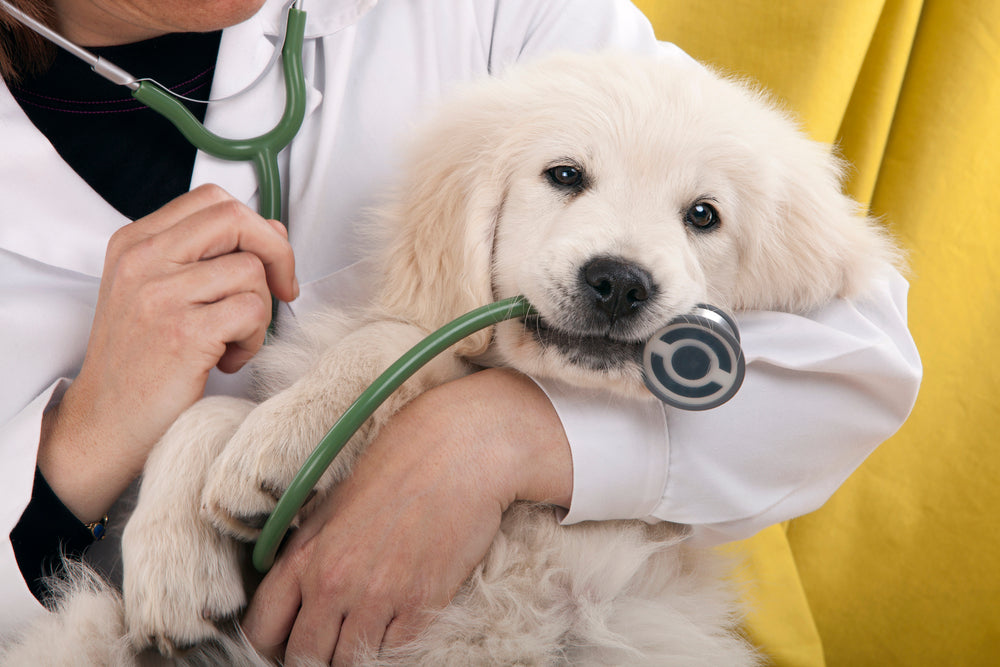 How to Listen to a Dog's Heart with a Stethoscope: Dogs' Health Determined and Common Diseases Found